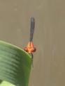 Neoneura amelia (Amelia's Threadtail) male-2.jpg
